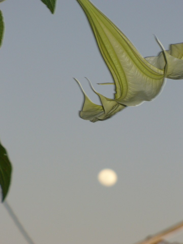 Moon and Angel Trumpet Flower