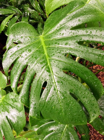 Schefflera in the rain