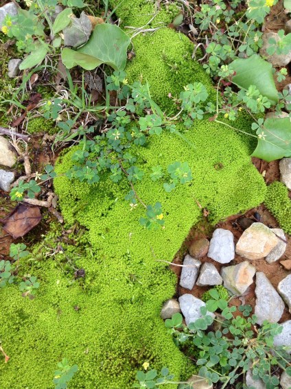 Moss and rock, Mississippi, 2014