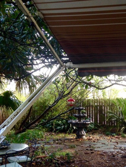 Bird feeder in my wet, messy backyard.