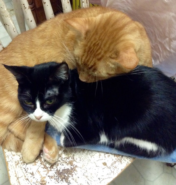 Tigger and Moon Pie